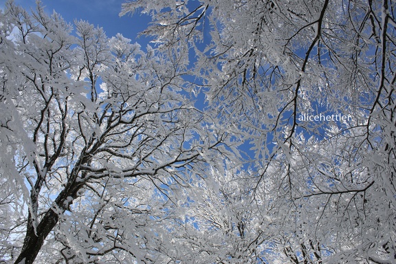 Winterwald